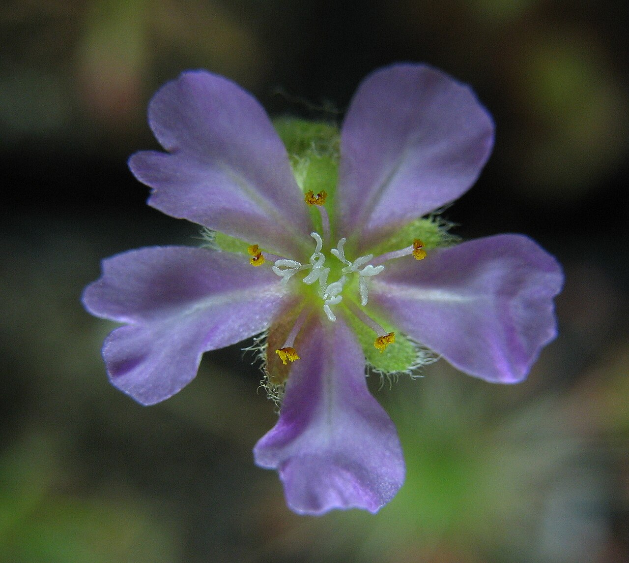 Drosera paradoxa — de bloem