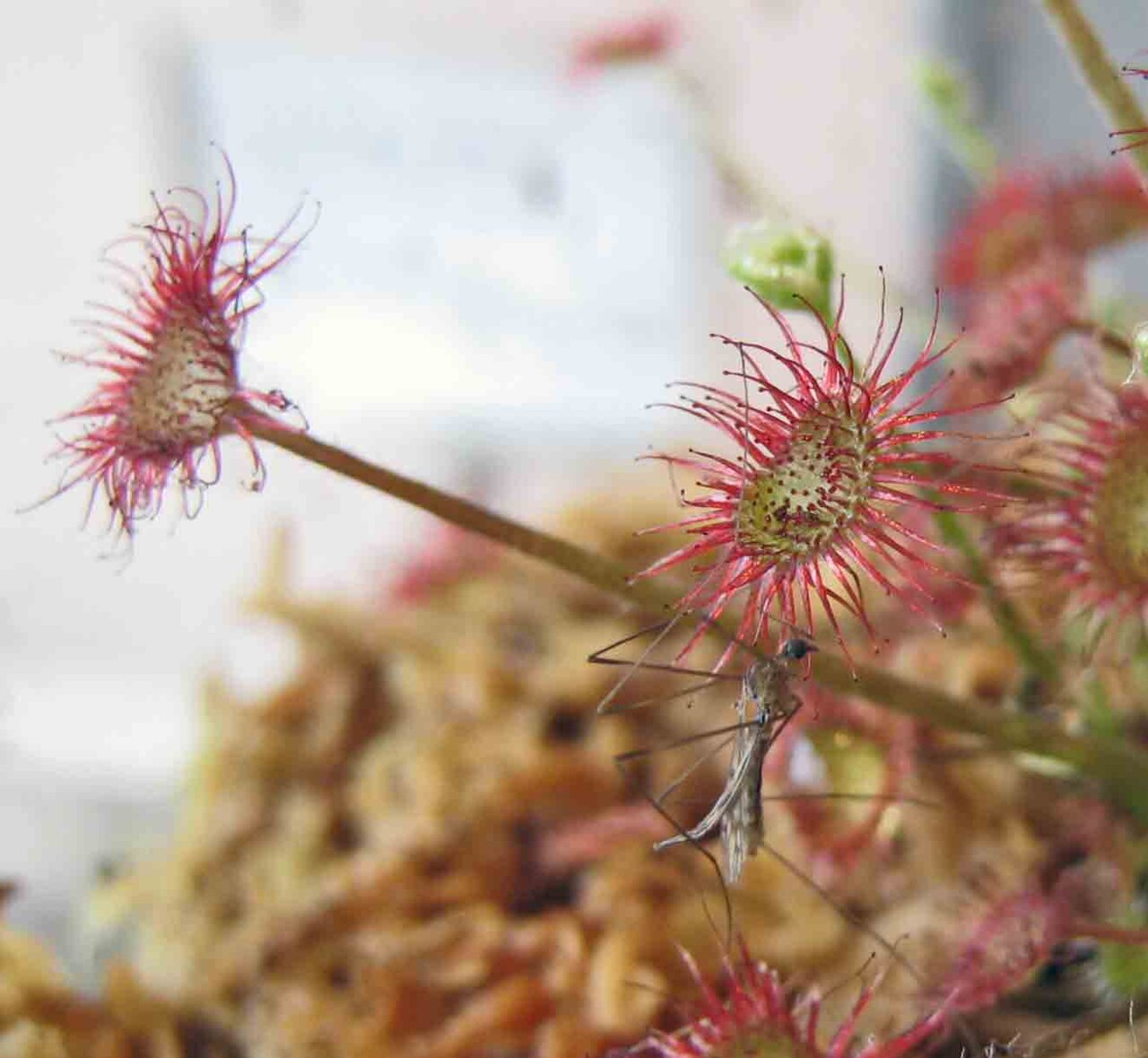 Drosera paradoxa — de val van dichtbij