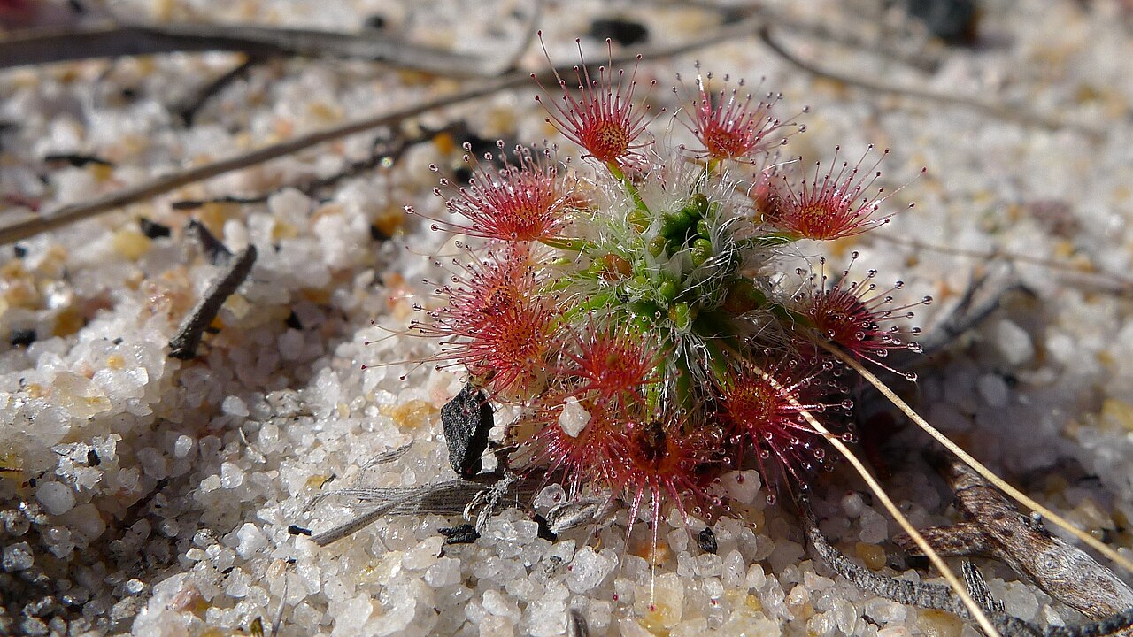Drosera parvula
