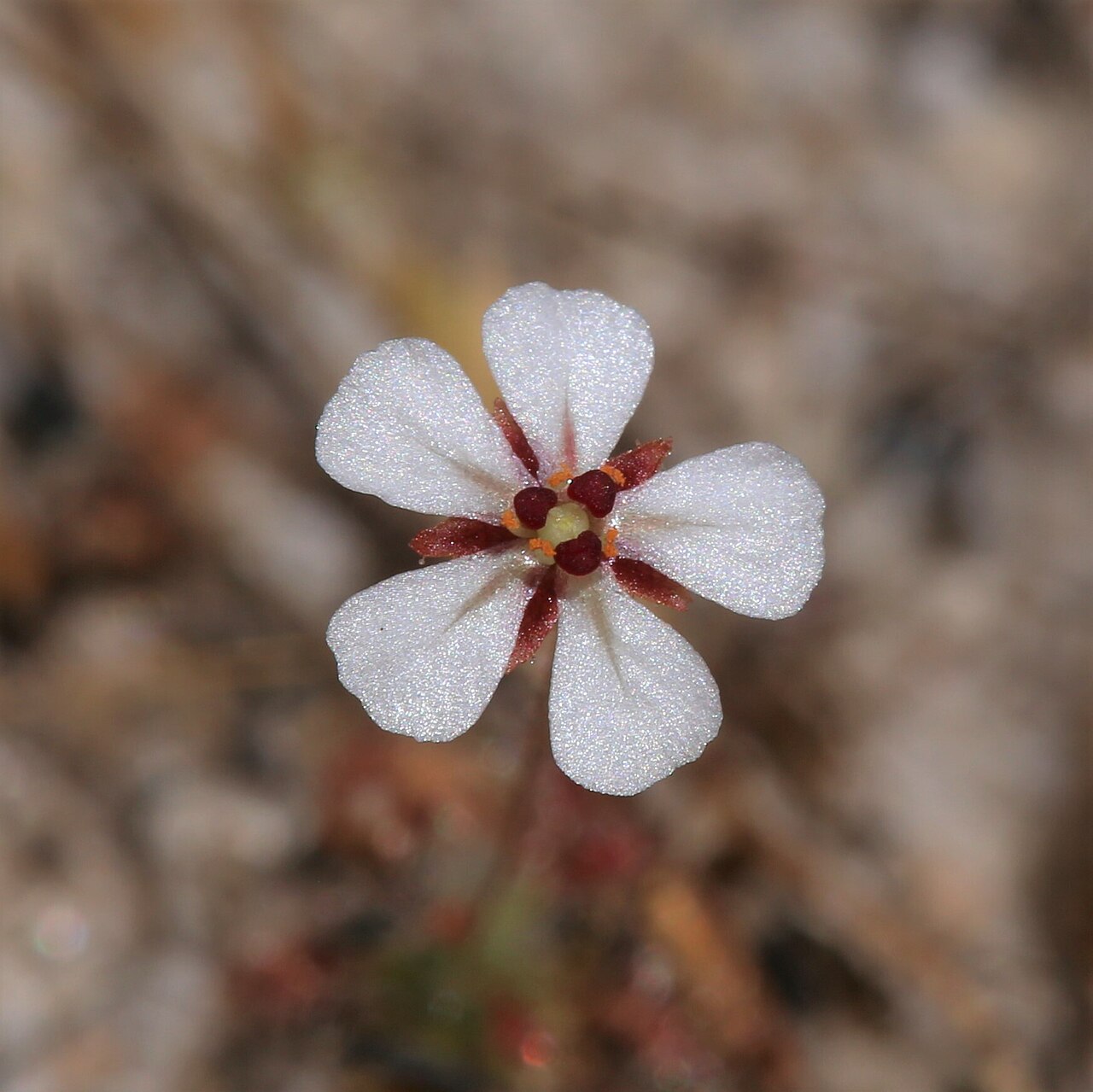 Drosera patens — de bloem