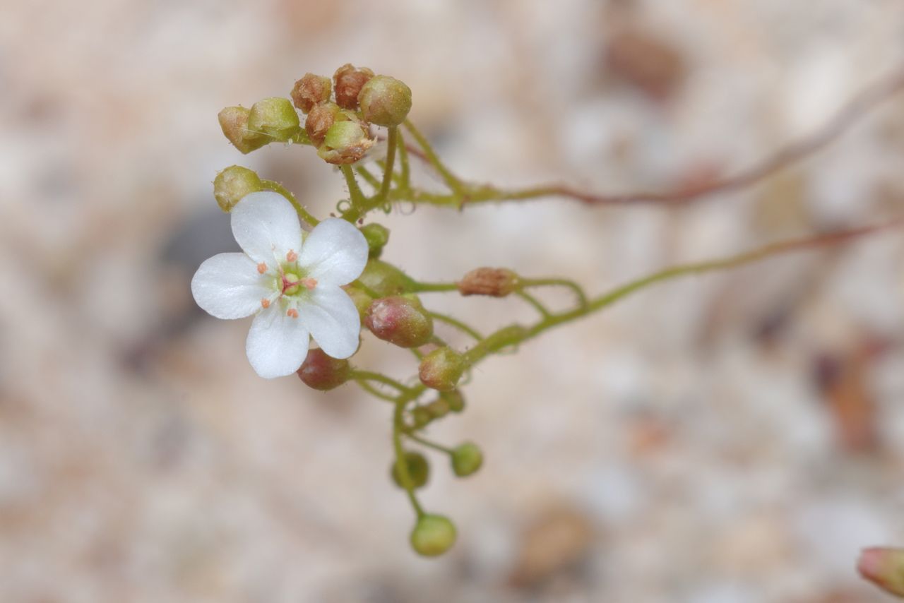 Drosera pedicellaris