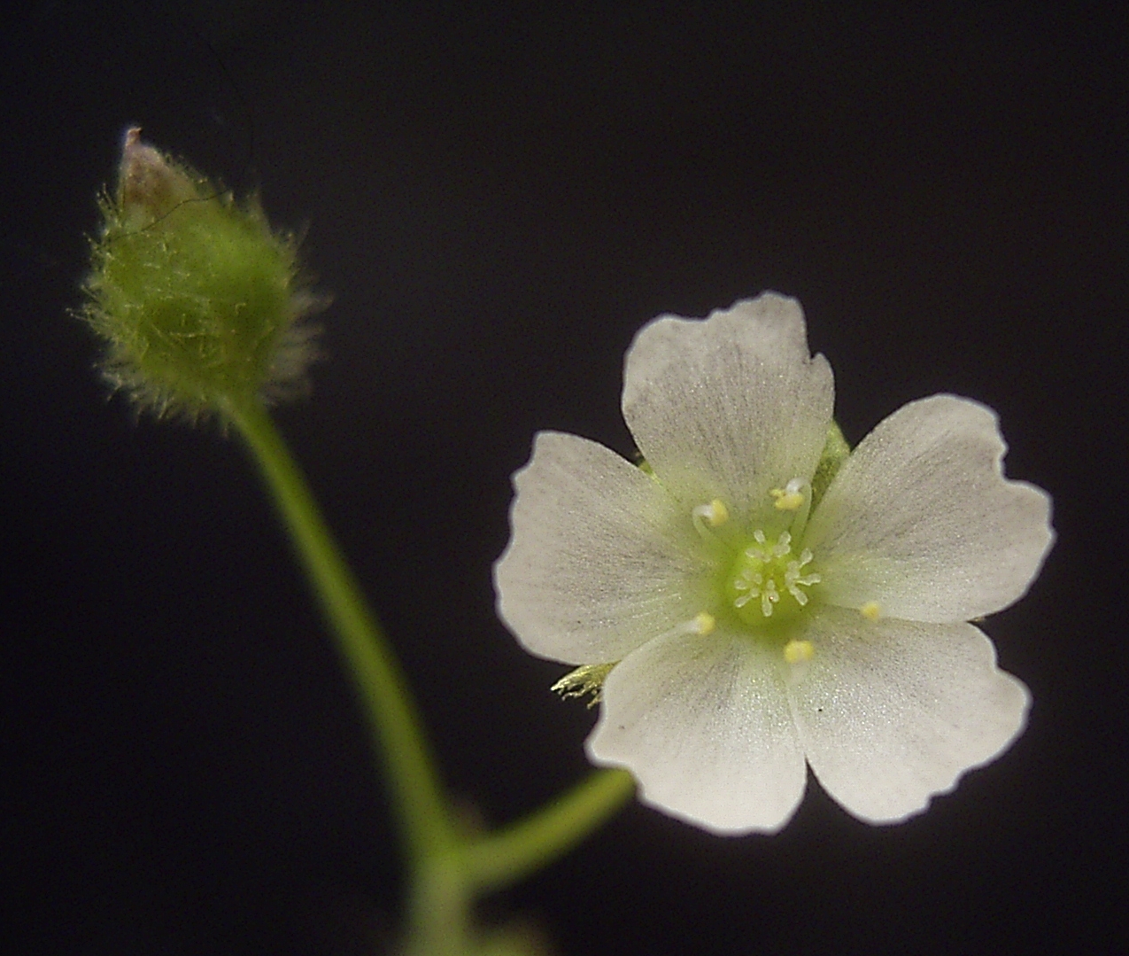 Drosera peltata — la flor