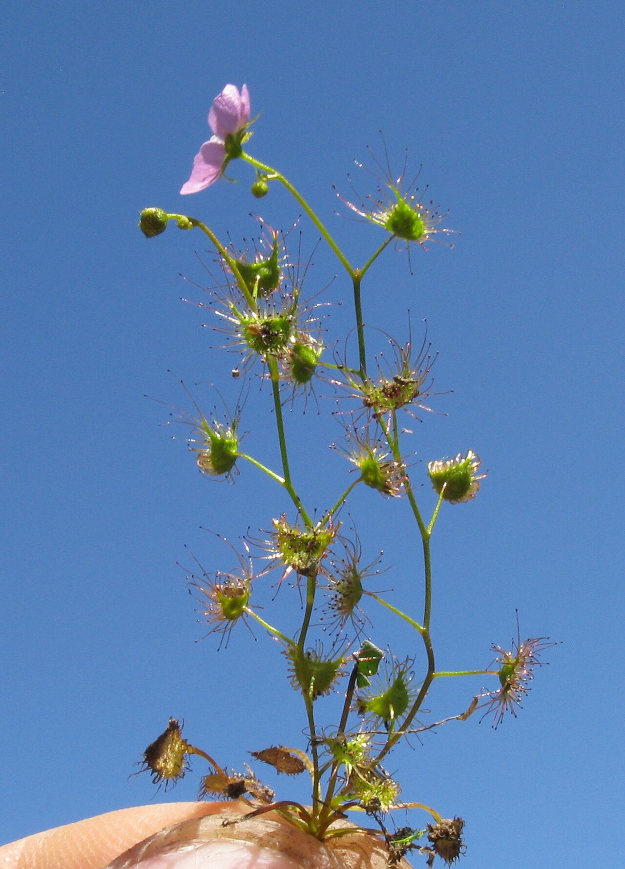 Drosera peltata