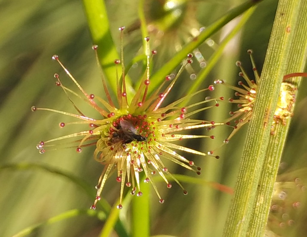 Drosera peltata — la trampa de cerca