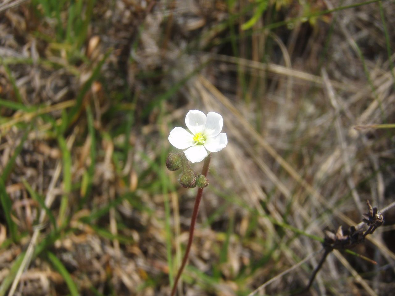 Drosera peruensis