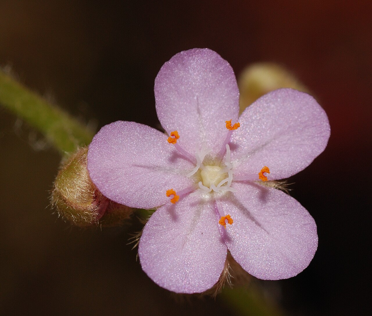 Drosera petiolaris — la flor
