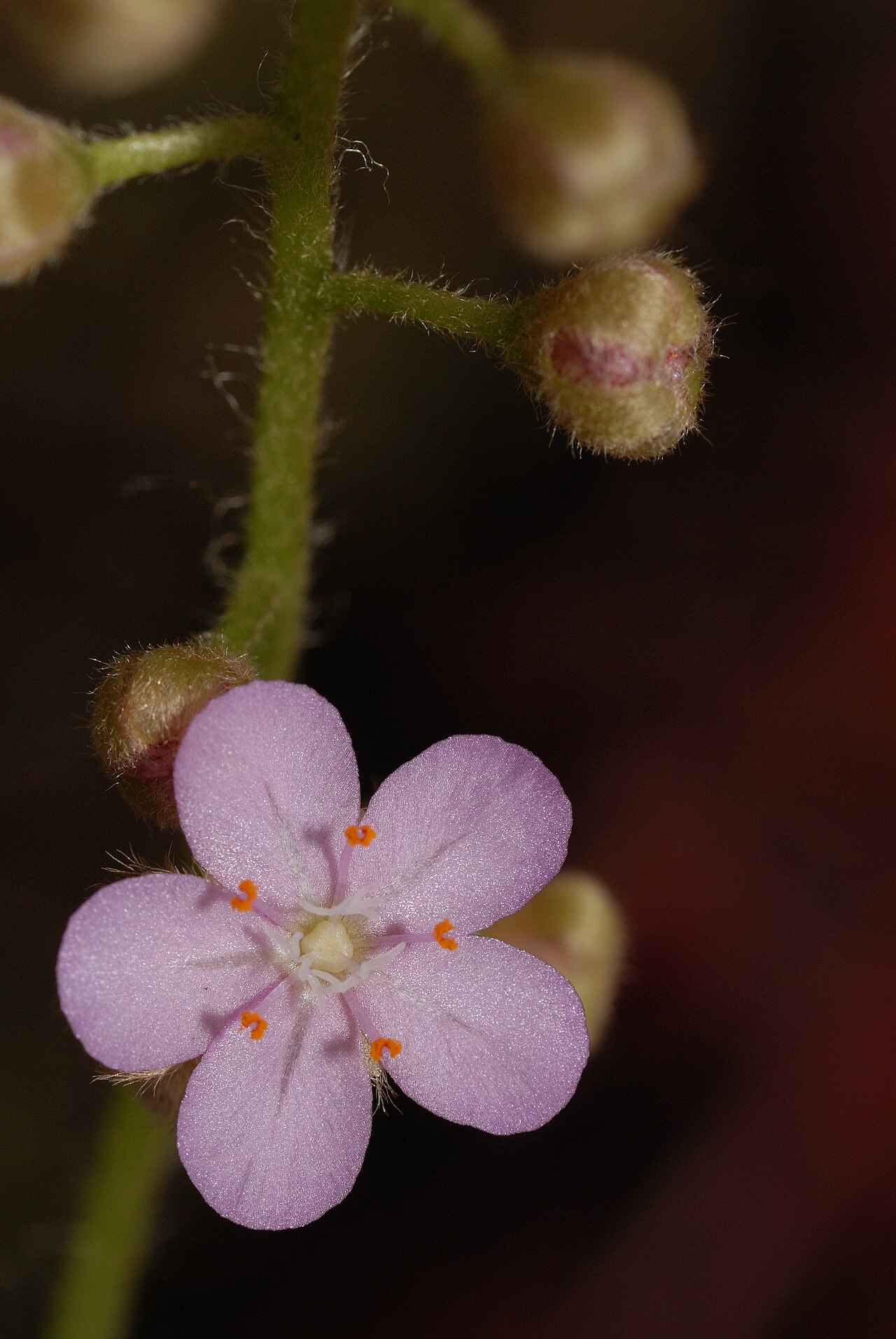 Drosera petiolaris