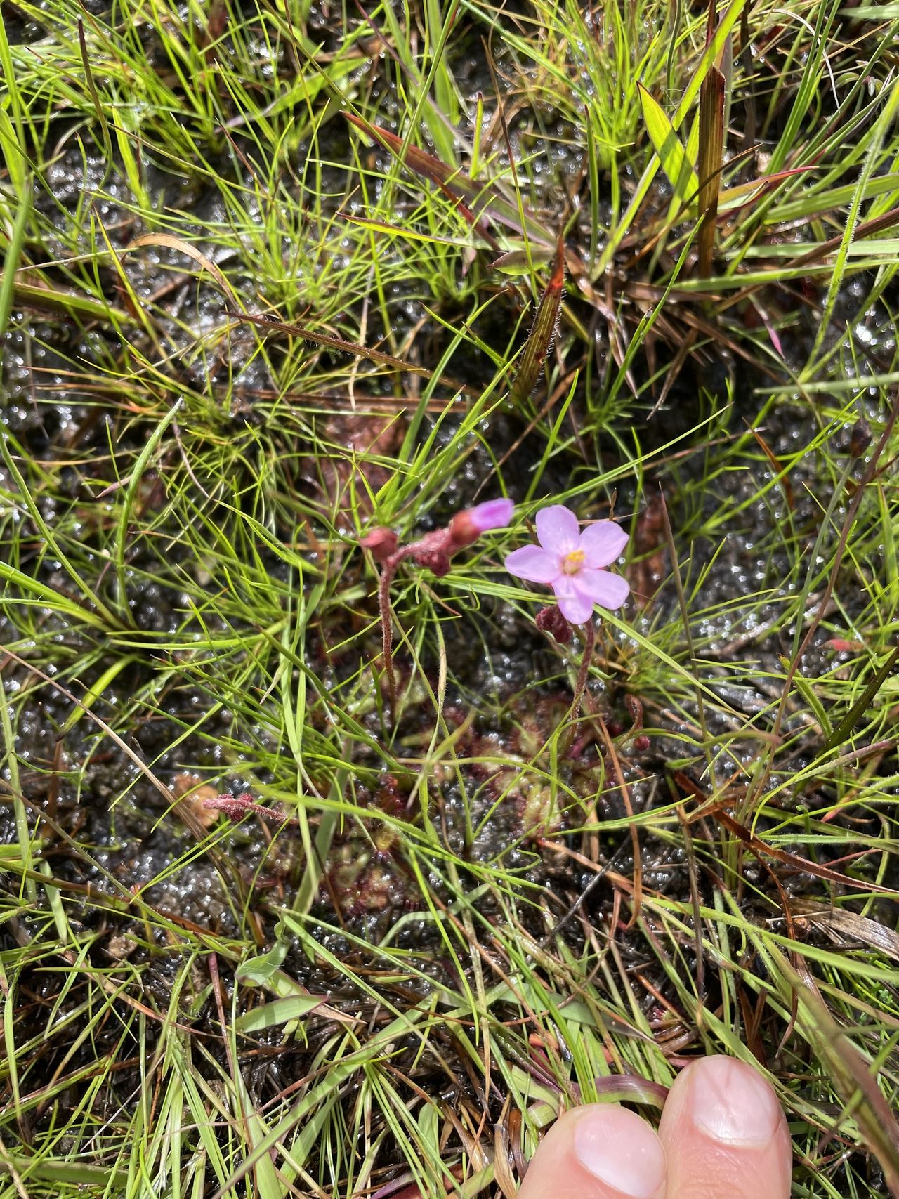Drosera pilosa