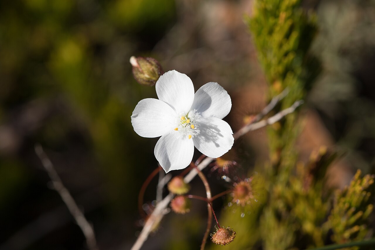 Drosera planchonii — the flower