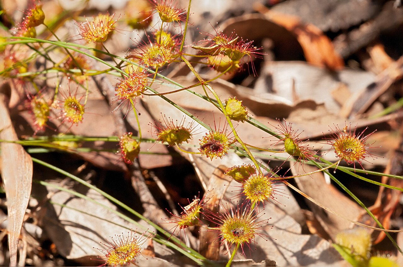 Drosera planchonii — the habitat