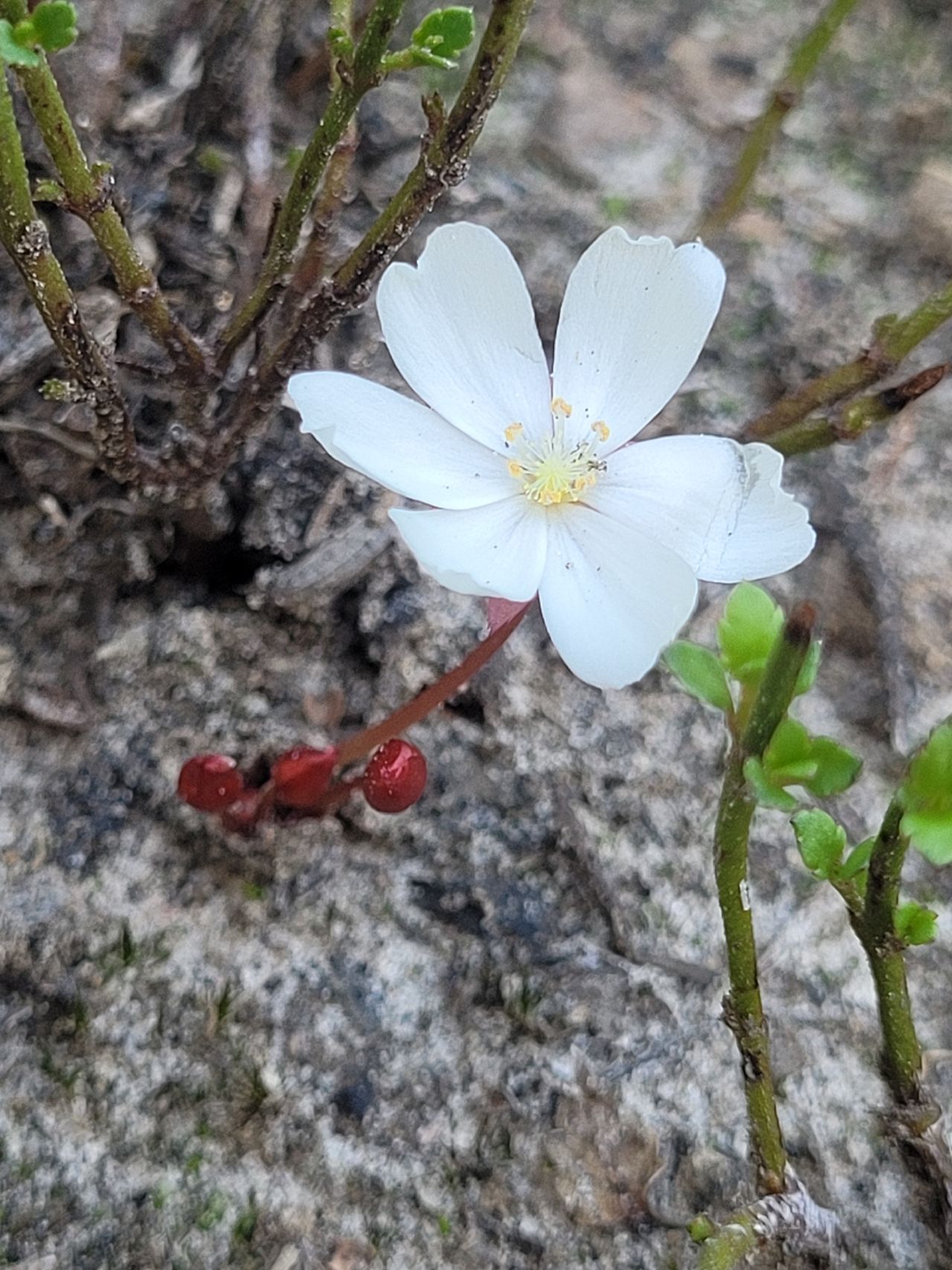 Drosera praefolia