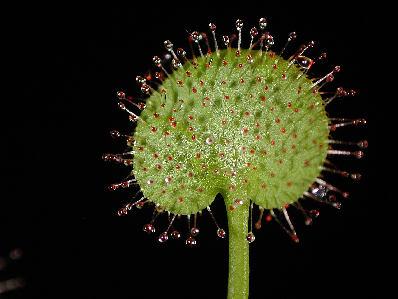 Drosera prolifera — la trampa de cerca