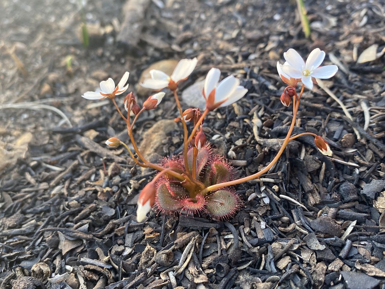 Drosera prostratoscaposa