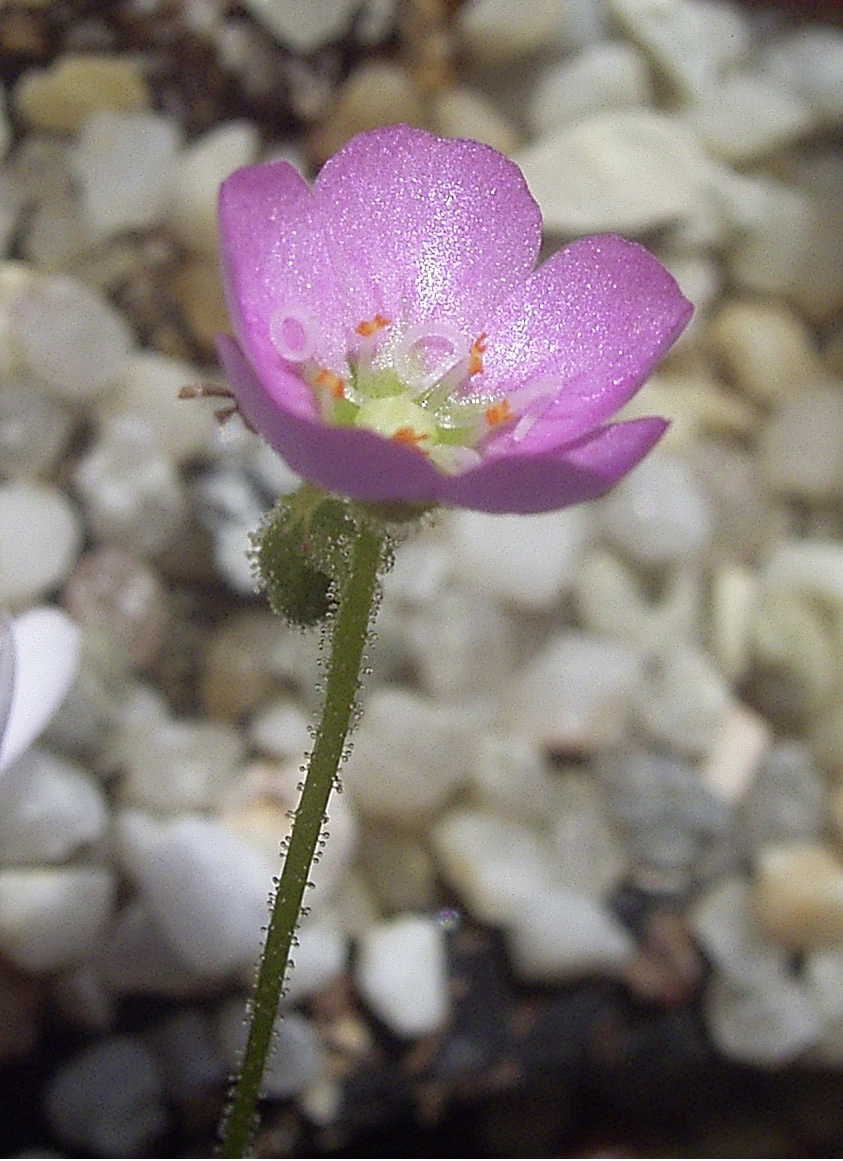 Drosera pulchella — de bloem
