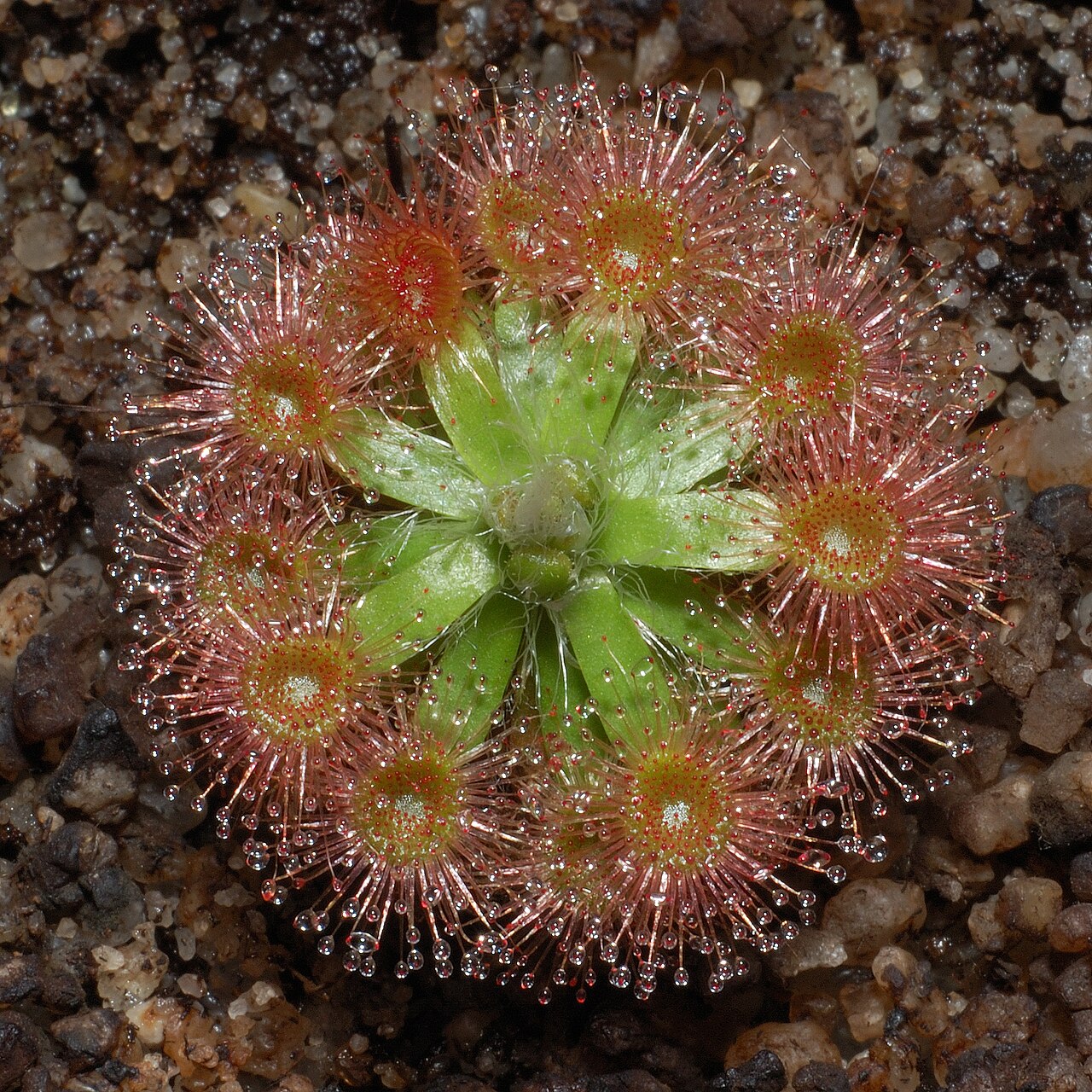 Drosera pulchella — de standplaats