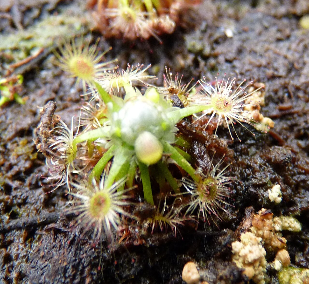 Drosera pycnoblasta — la trampa de cerca