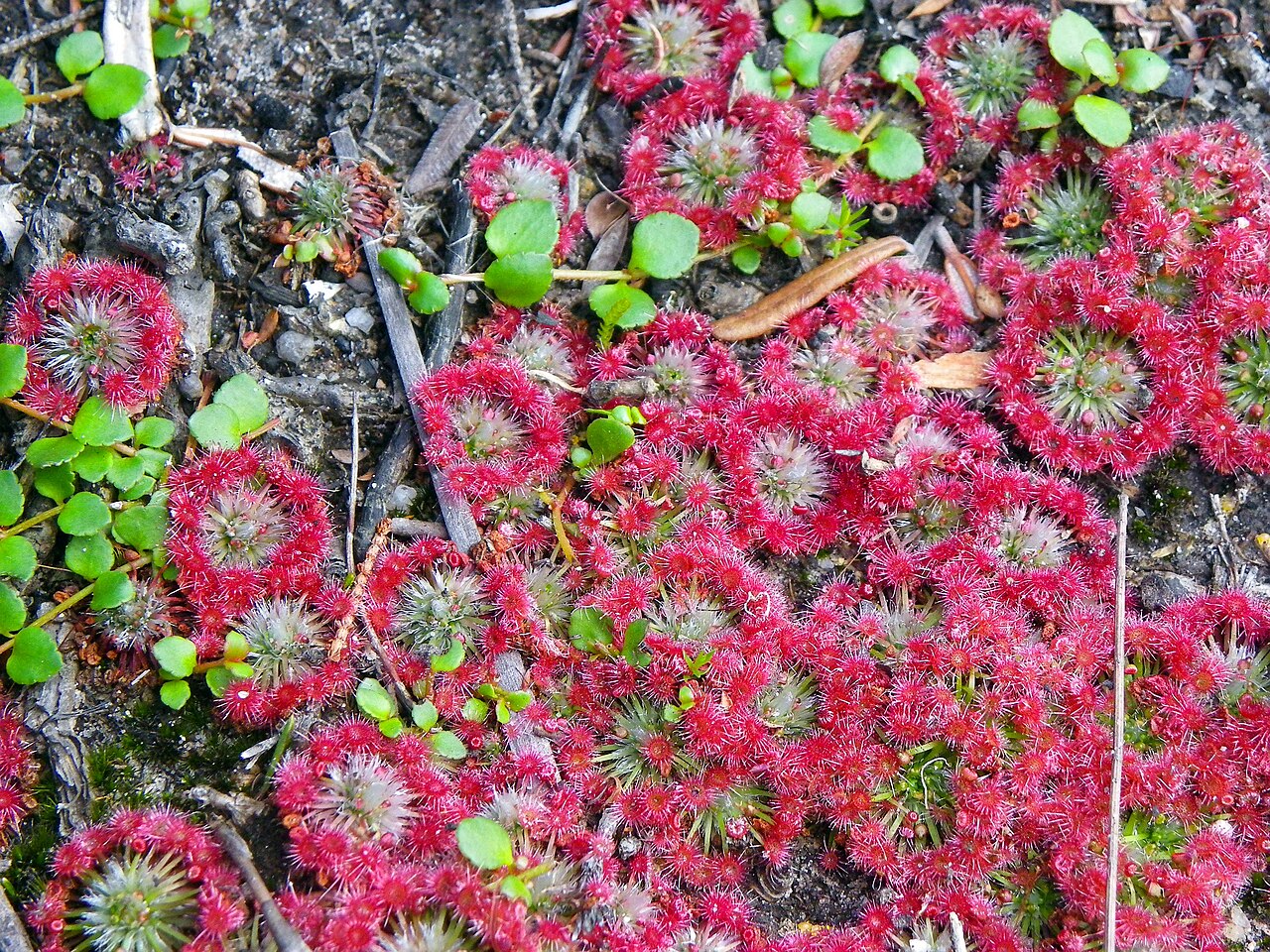 Drosera pygmaea — el hábitat
