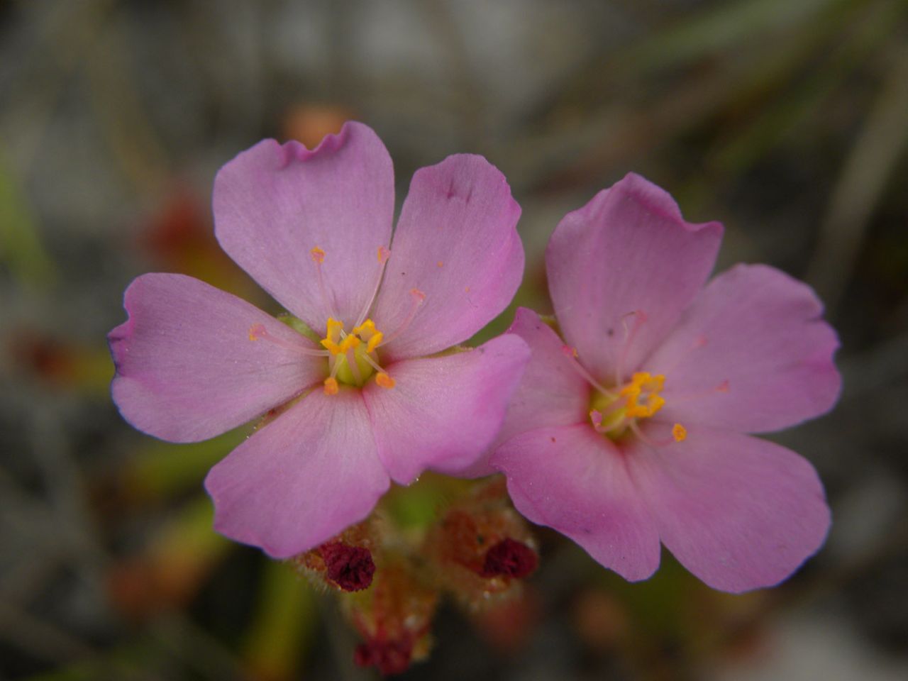 Drosera quartzicola