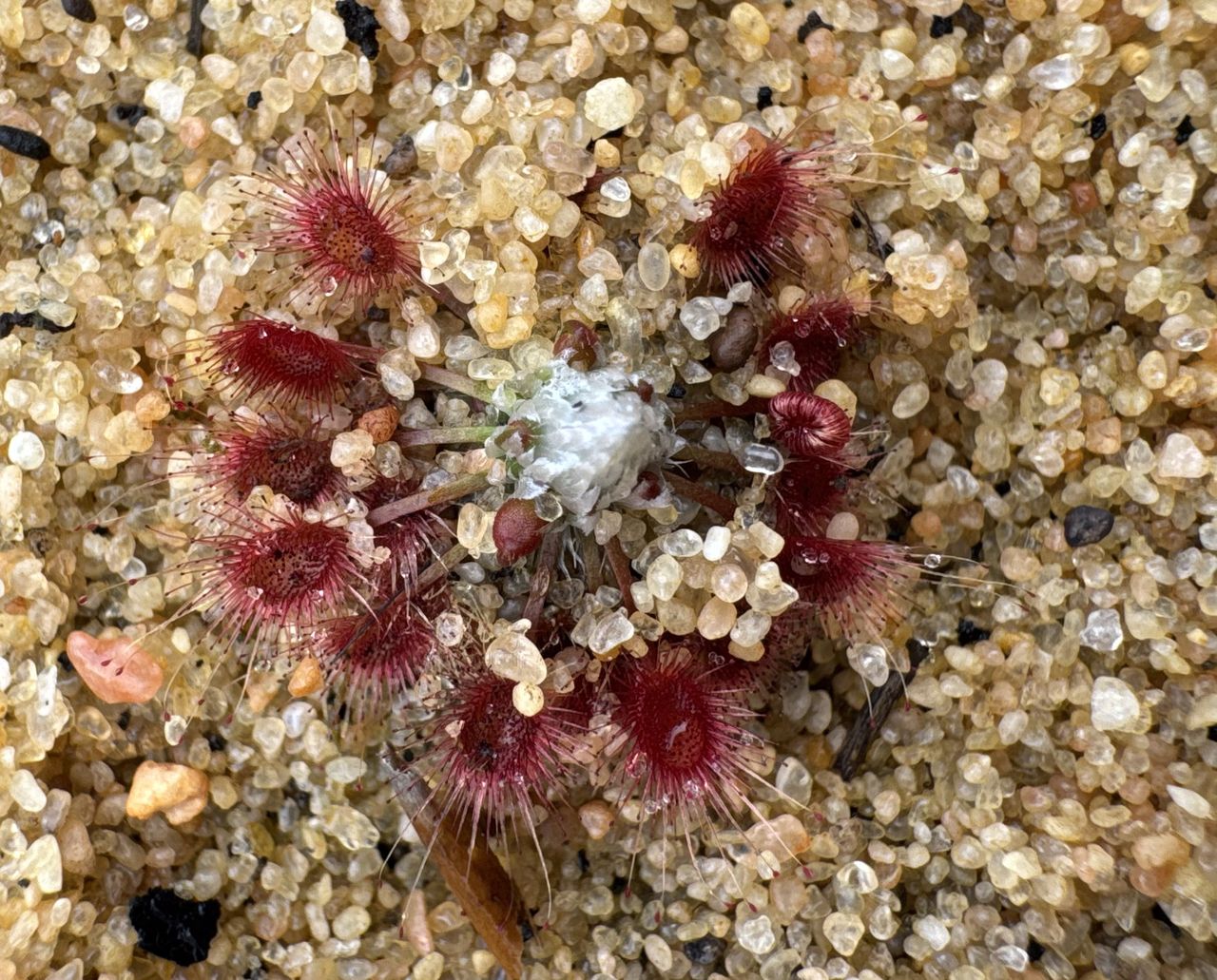 Drosera rechingeri