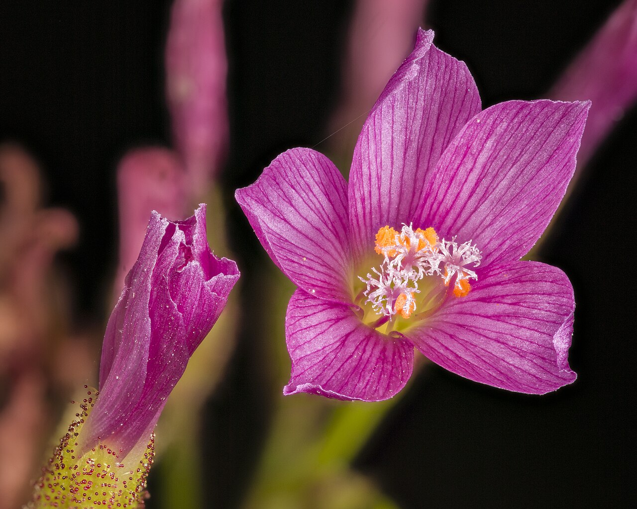 Drosera regia — de bloem