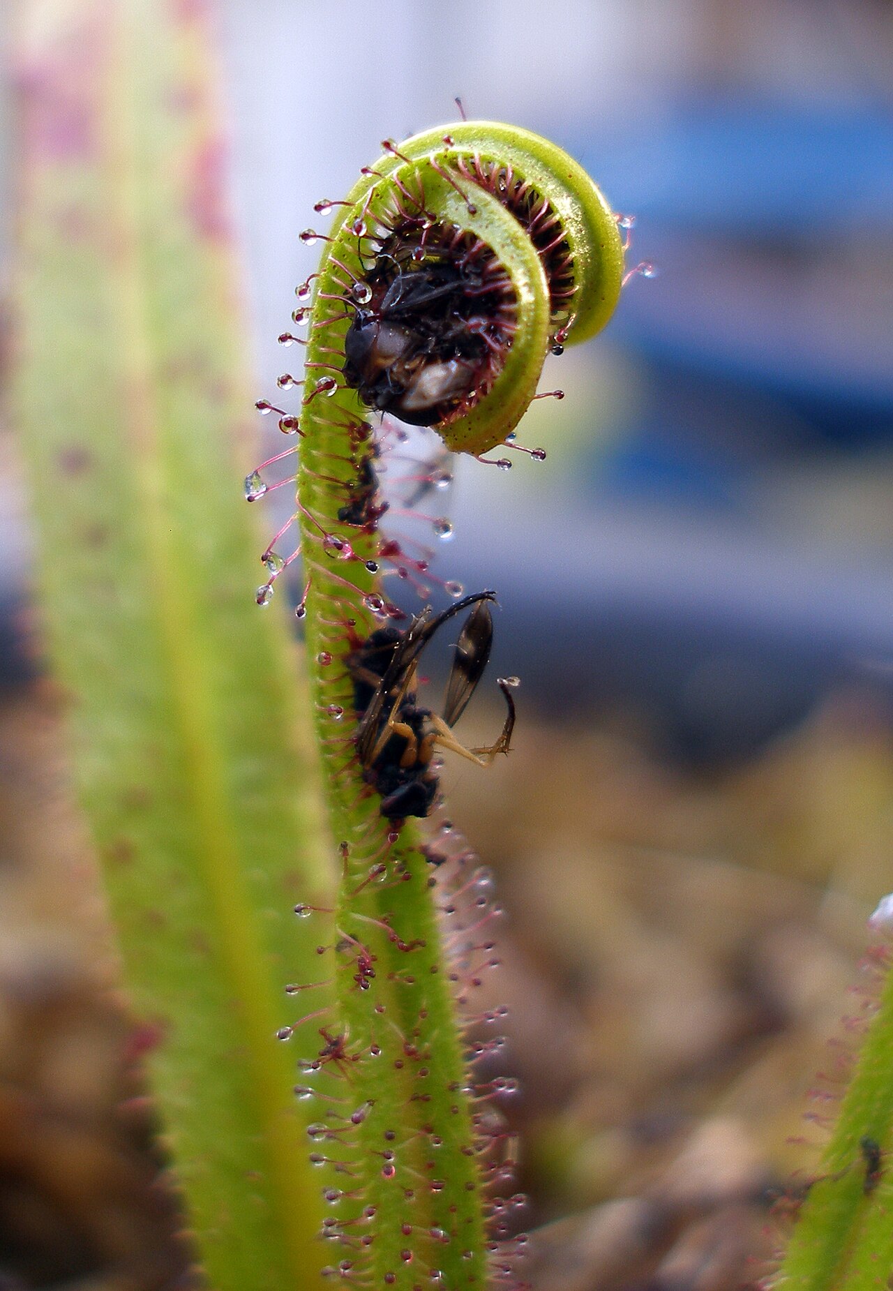 Drosera regia — de val van dichtbij