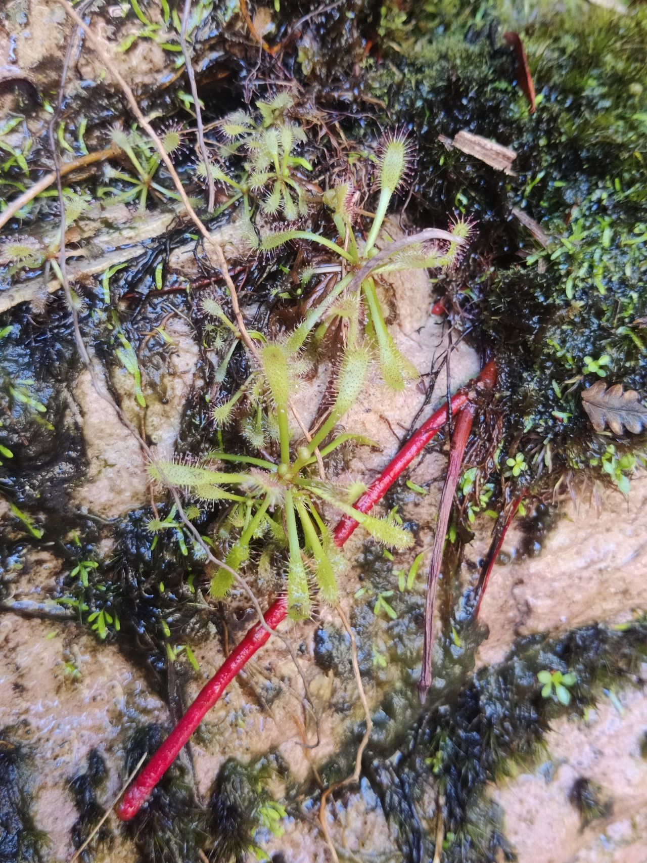 Drosera riparia