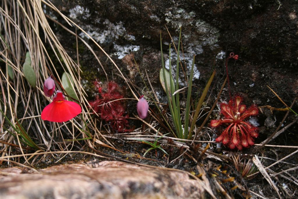 Drosera roraimae