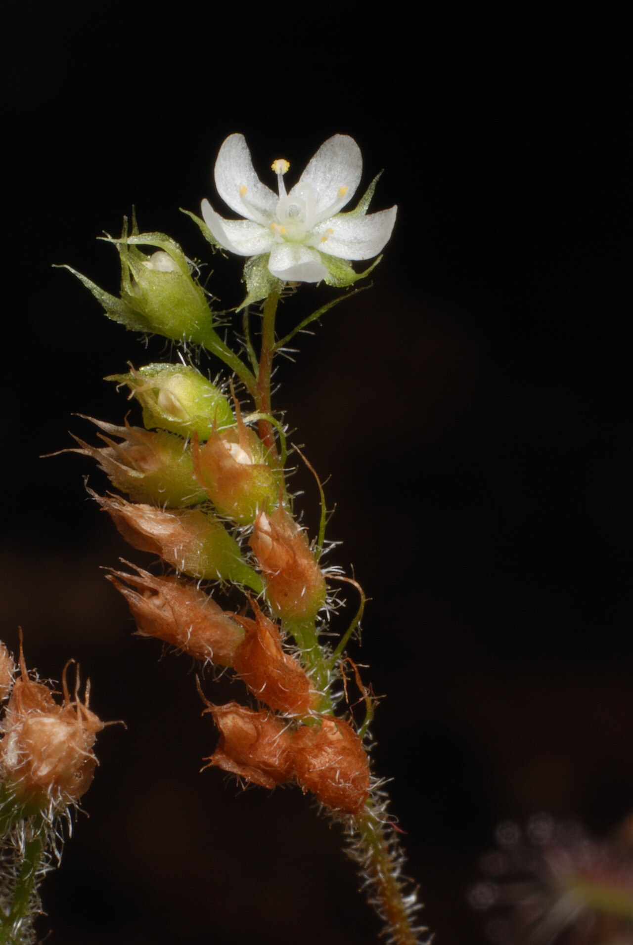 Drosera roseana — the flower