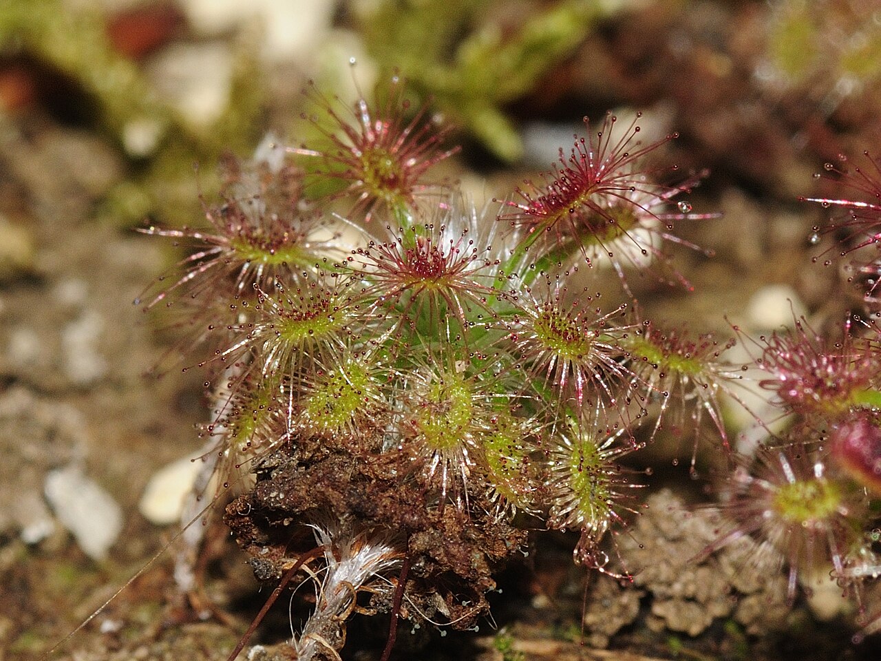 Drosera roseana