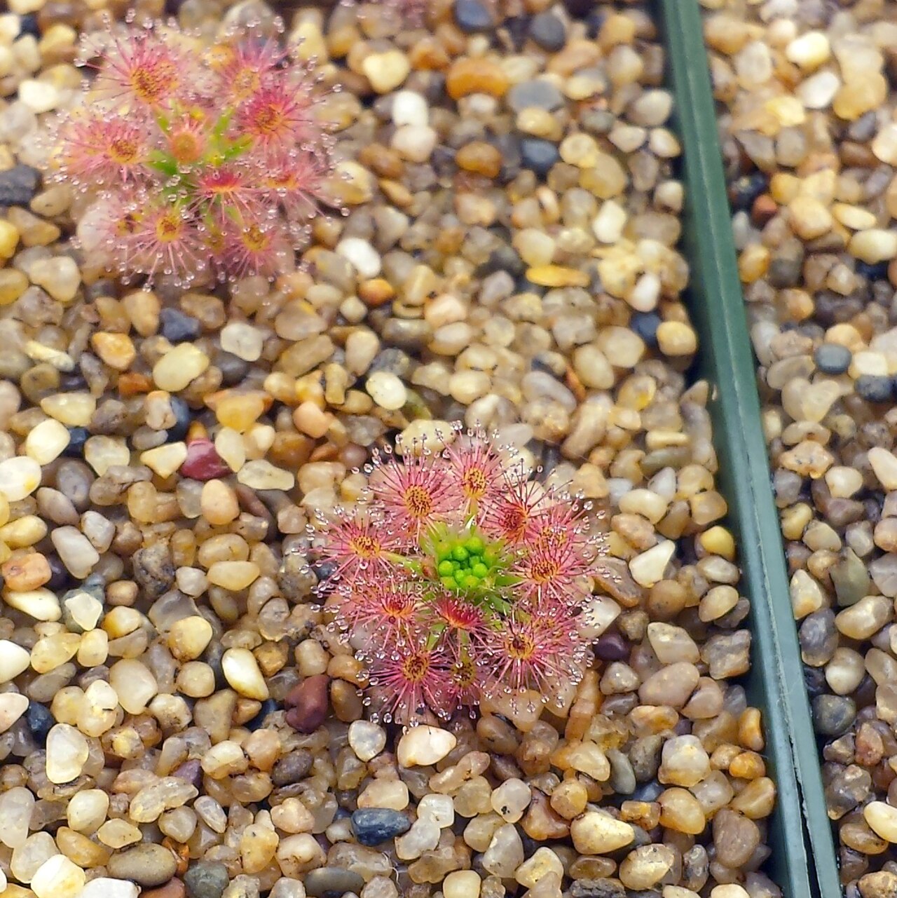 Drosera roseana — the trap in close-up
