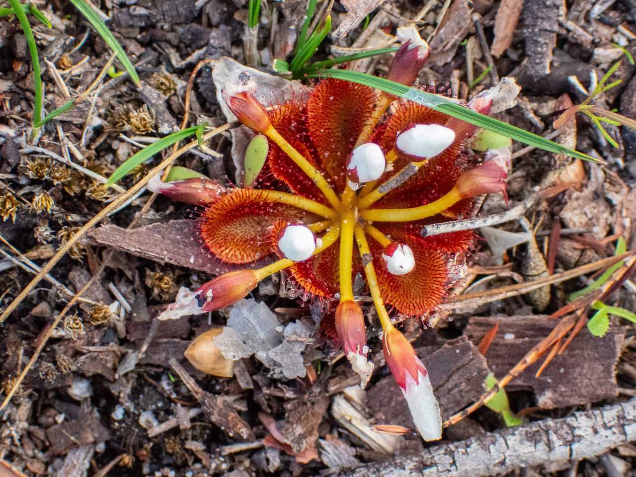 Drosera rosulata