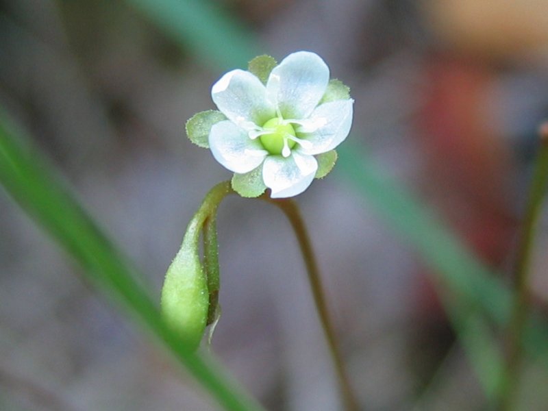 Drosera rotundifolia — de bloem