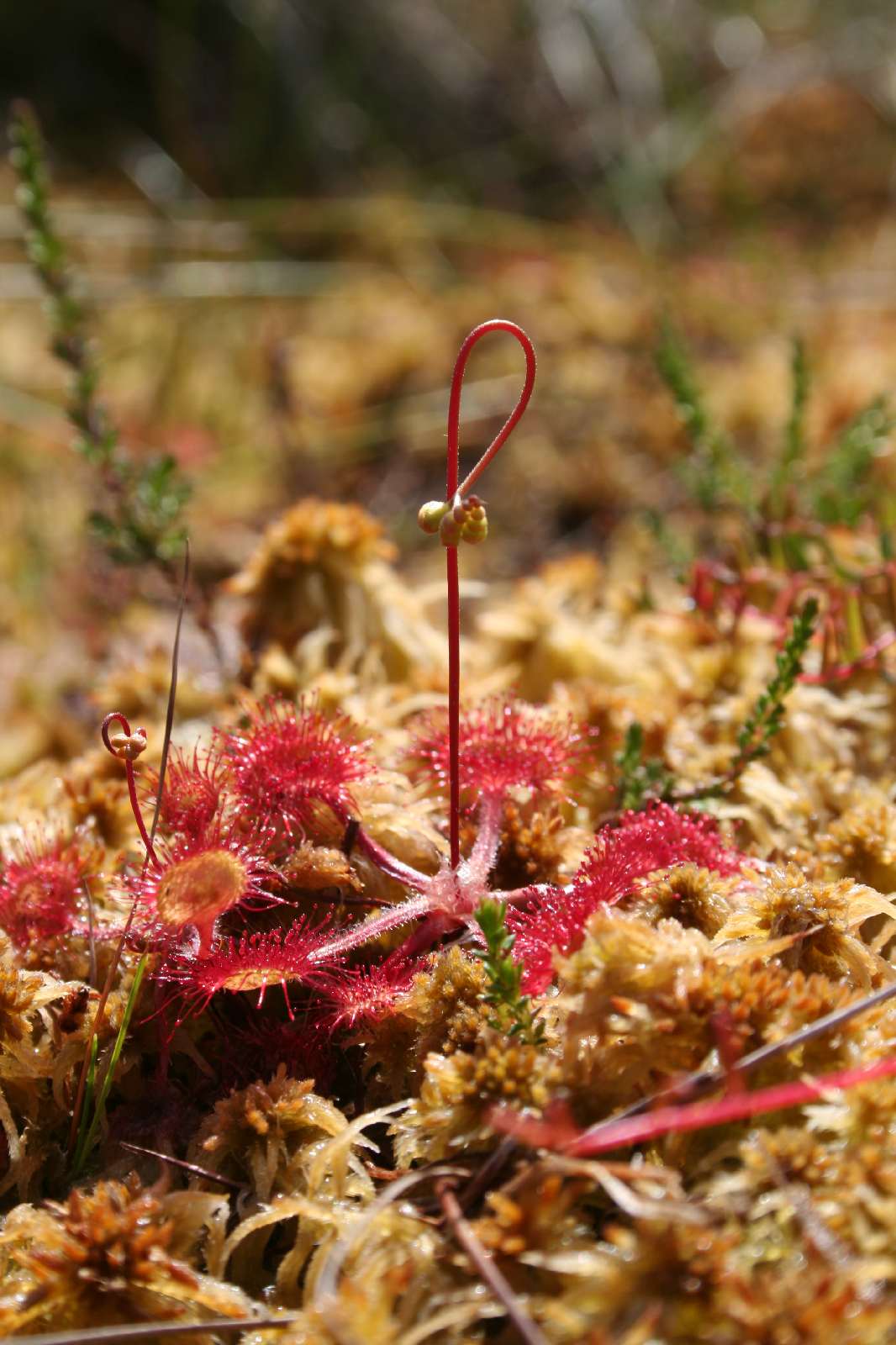 Drosera rotundifolia