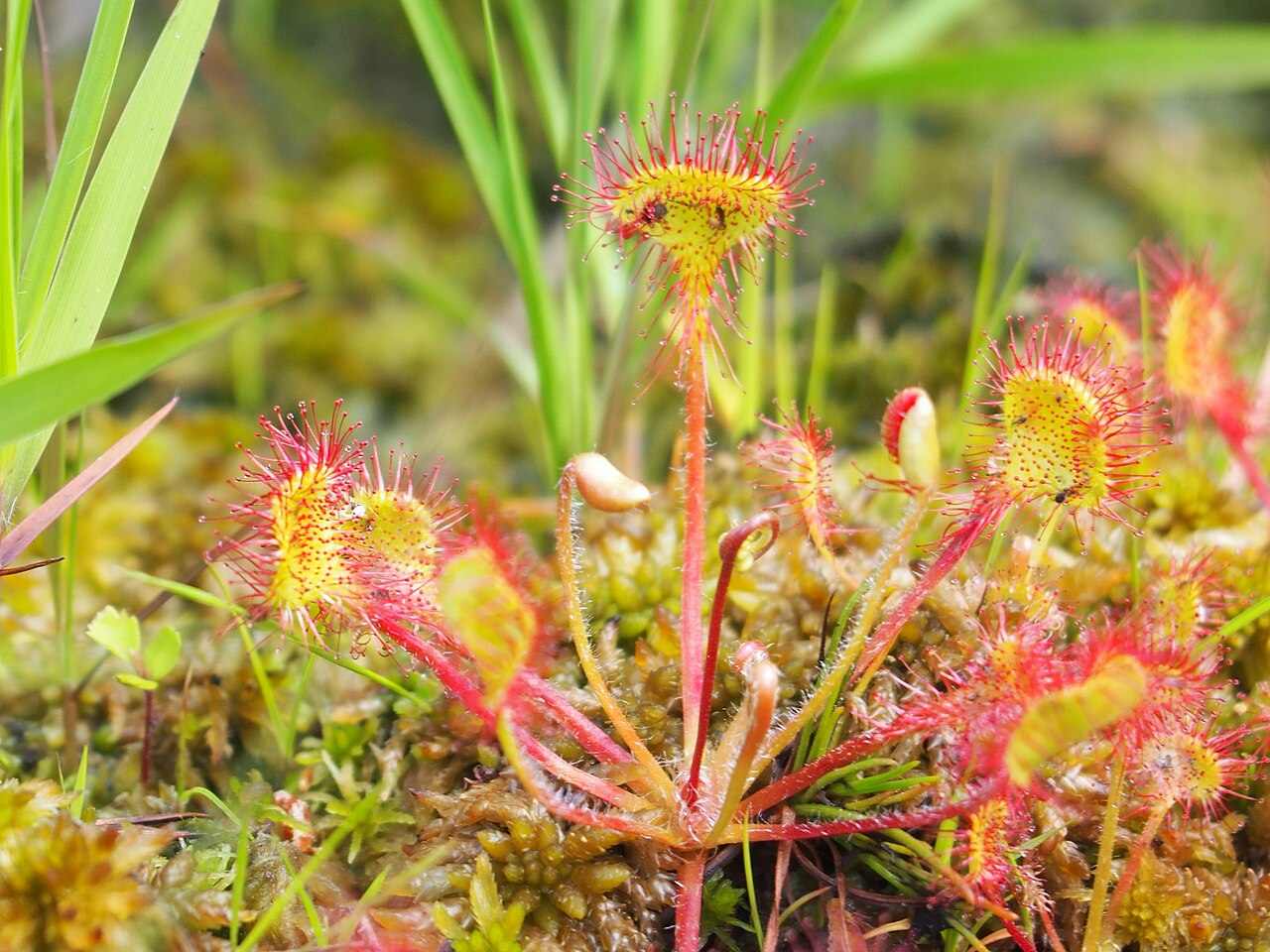 Drosera rotundifolia — de standplaats