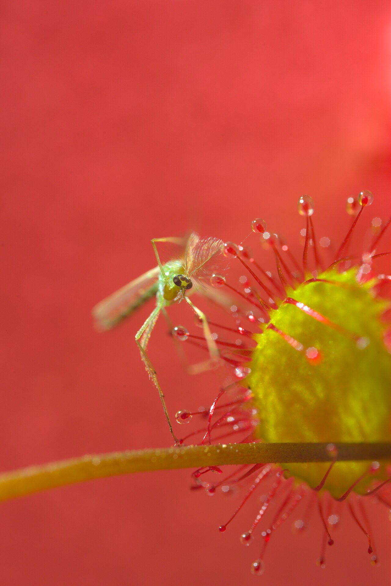 Drosera rotundifolia — de val van dichtbij