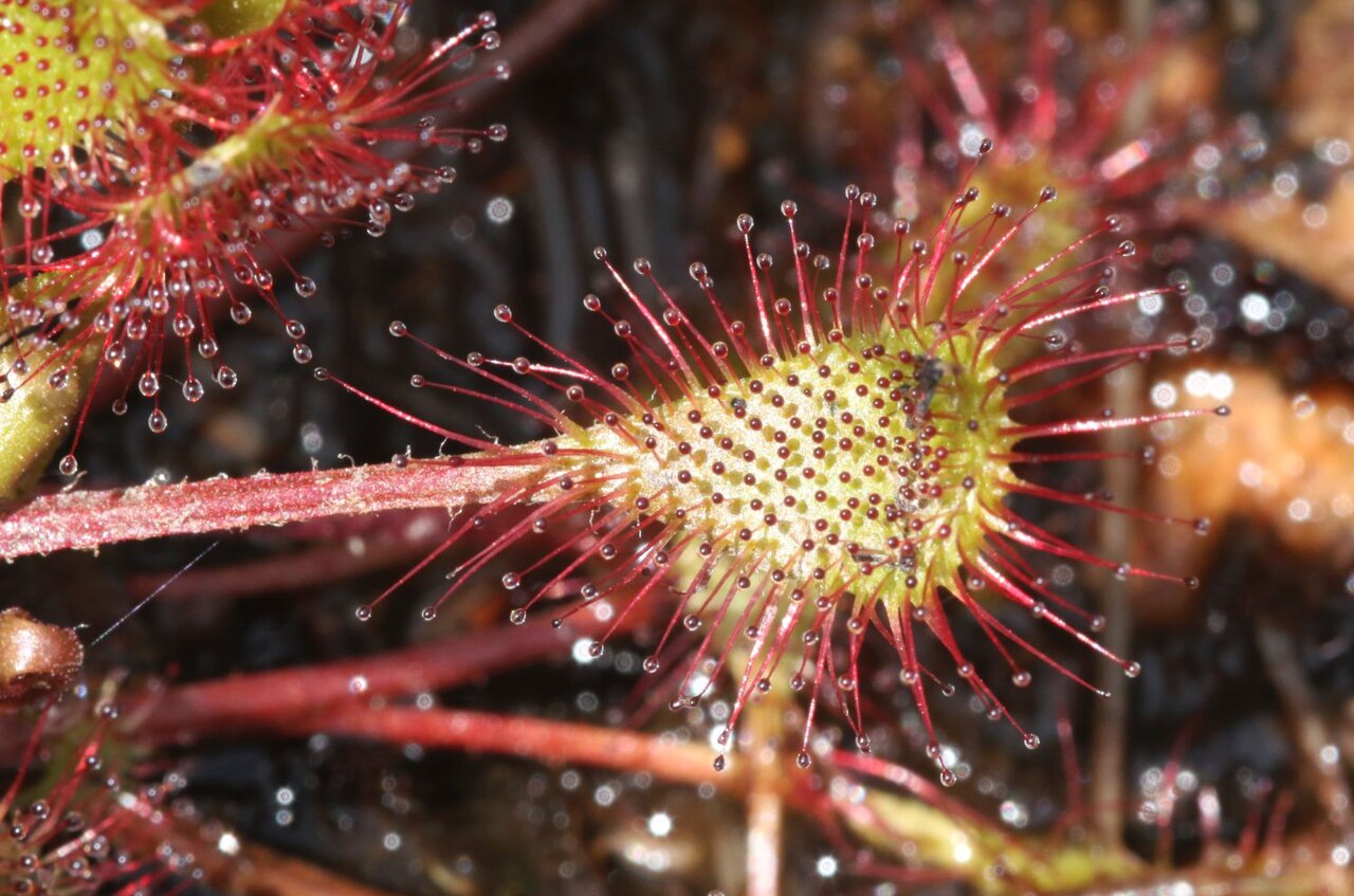 Drosera rotundifolia — d. ×obovata — kruising van d. rotundifolia × d. anglica: langwerpig blad
