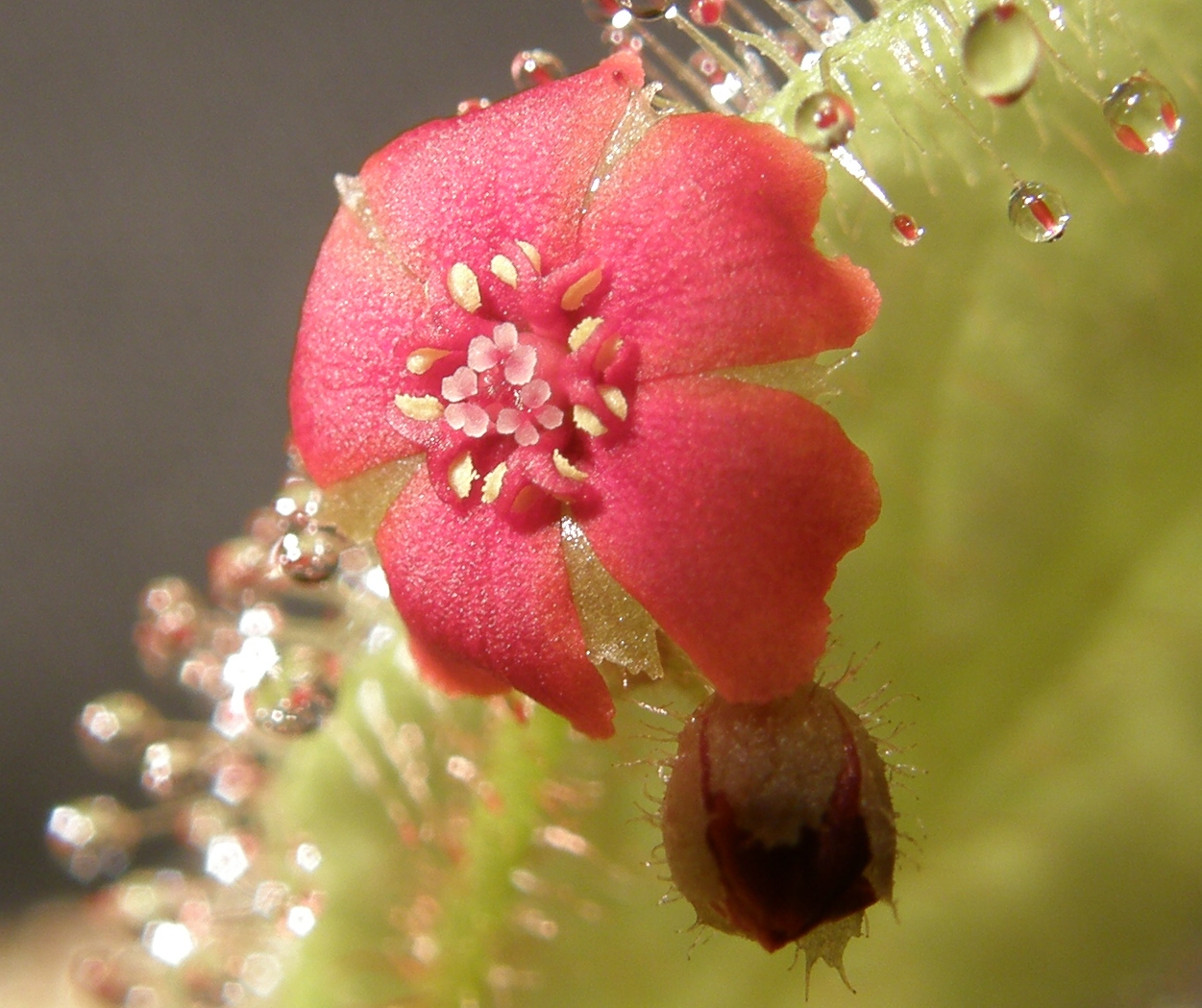 Drosera schizandra — de bloem