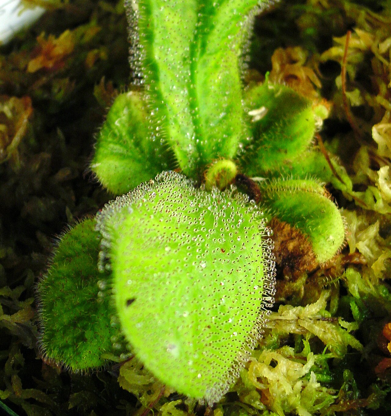 Drosera schizandra