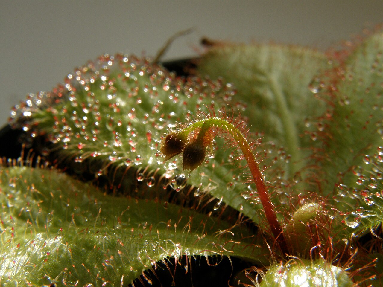 Drosera schizandra — de val van dichtbij