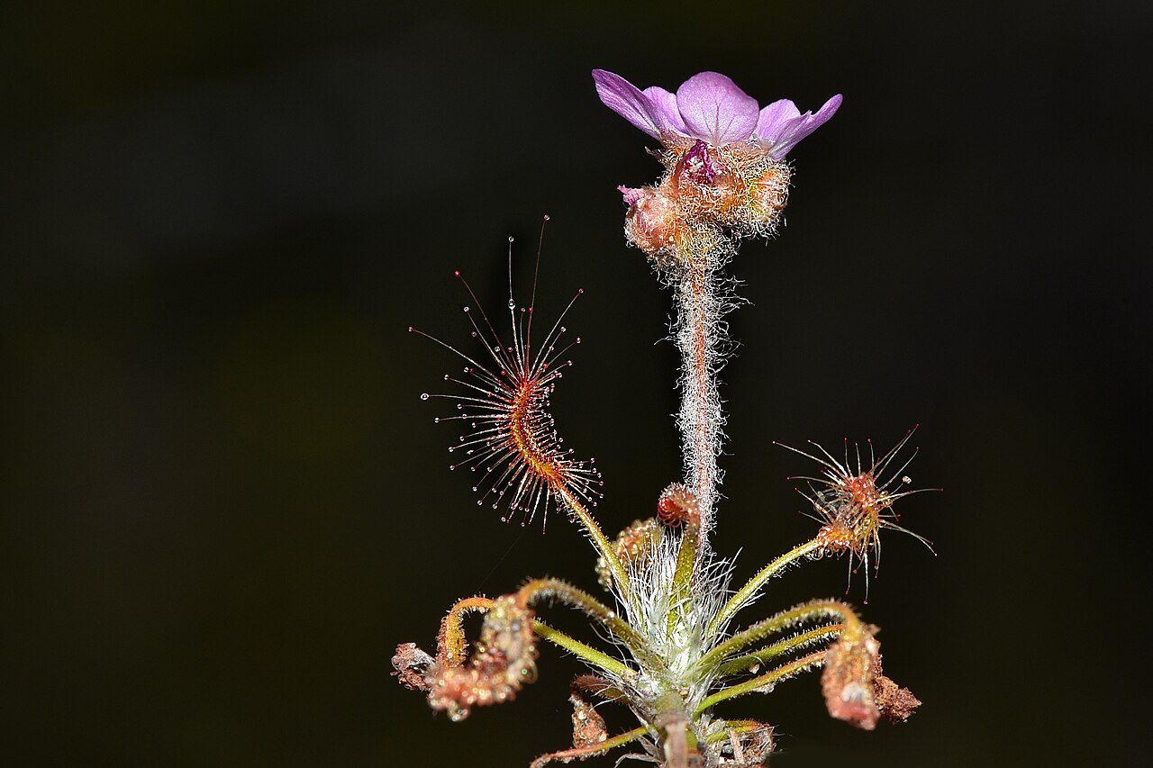 Drosera scorpioides — de bloem