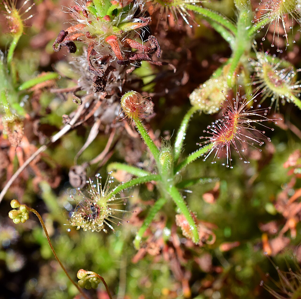 Drosera scorpioides