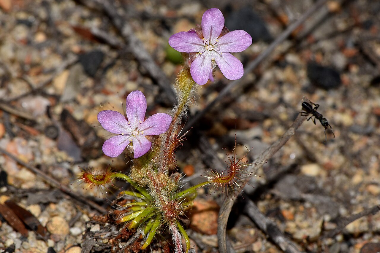 Drosera scorpioides — de standplaats