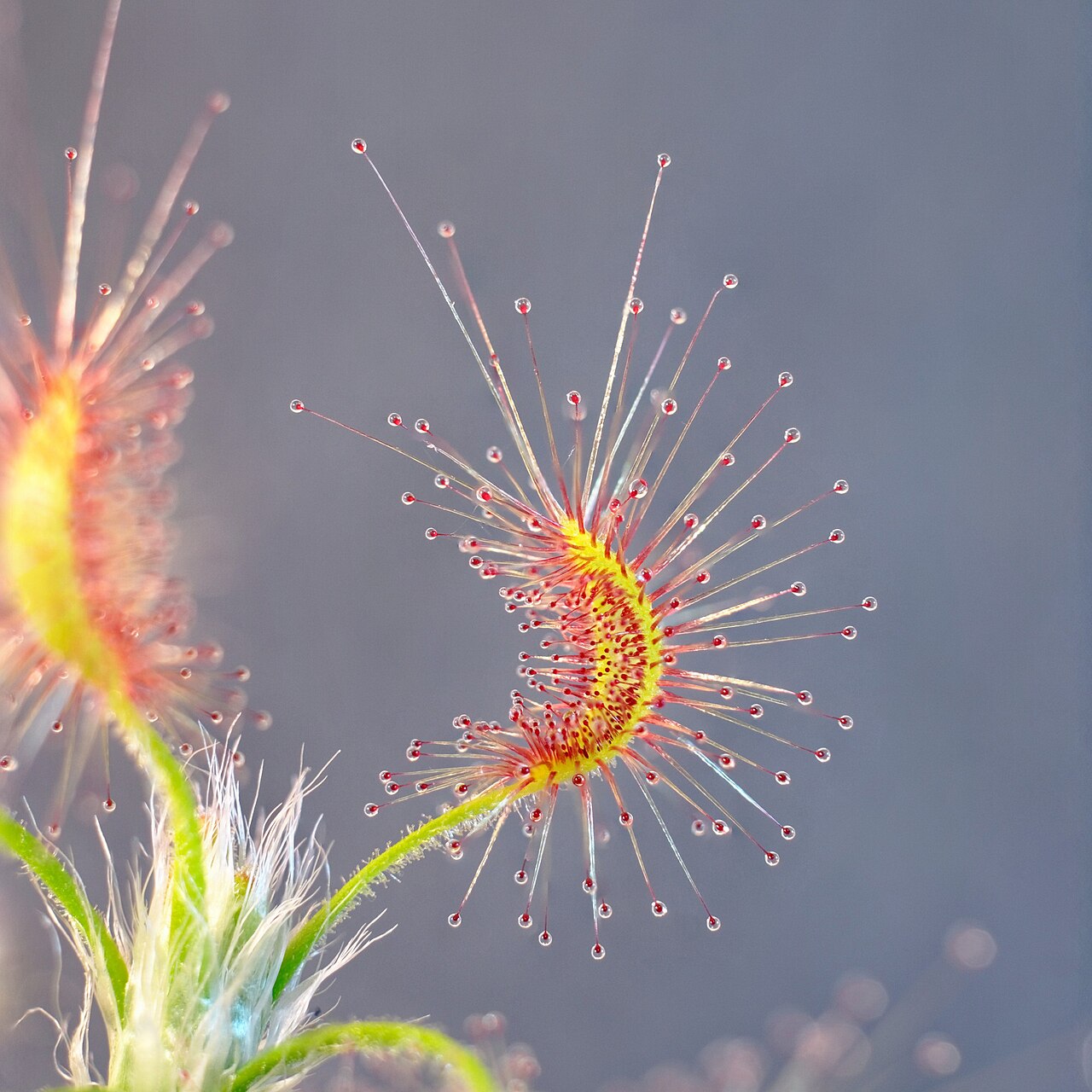 Drosera scorpioides — de val van dichtbij