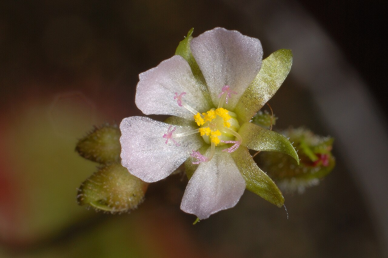 Drosera sessilifolia — la flor