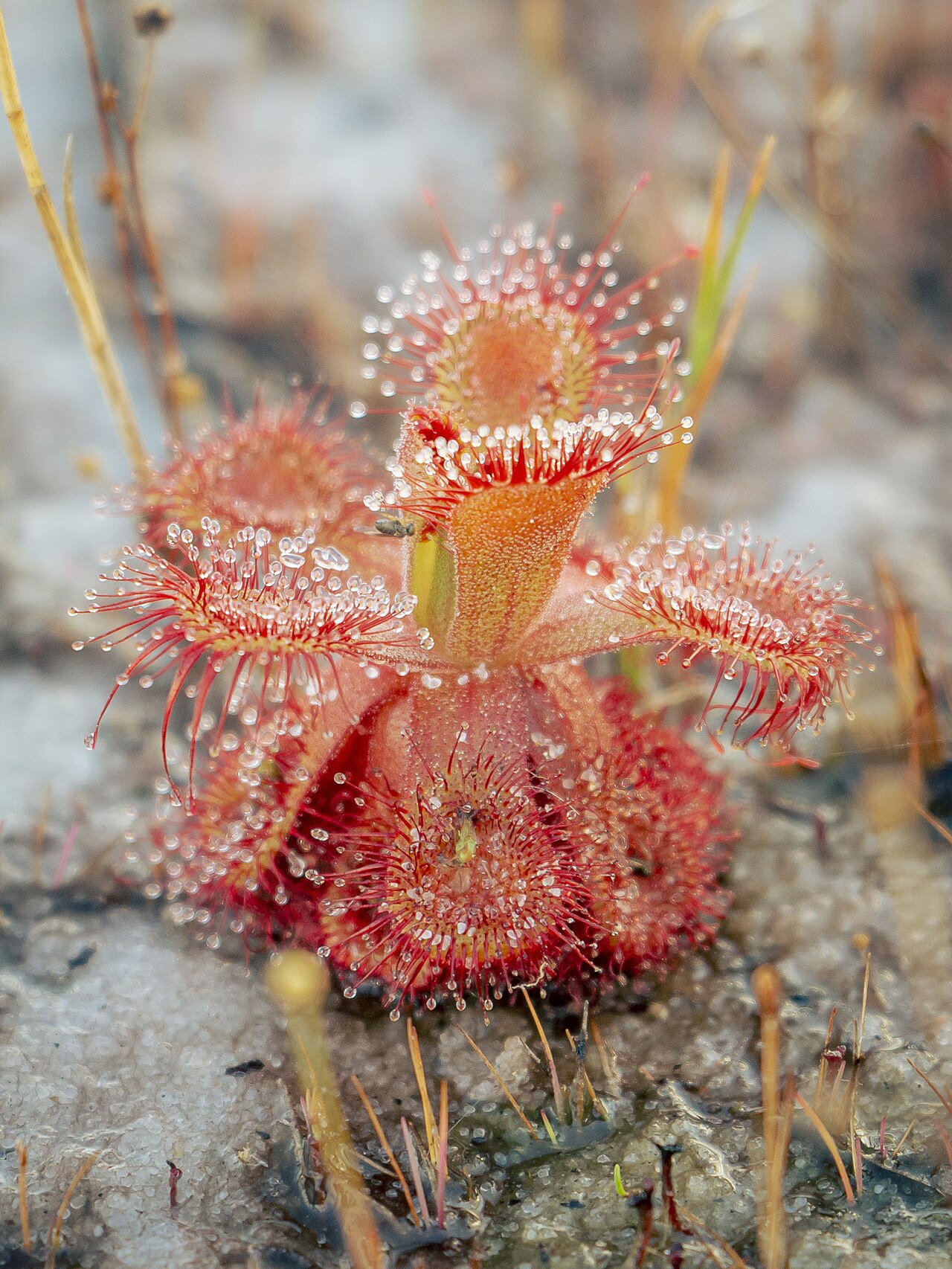 Drosera sessilifolia