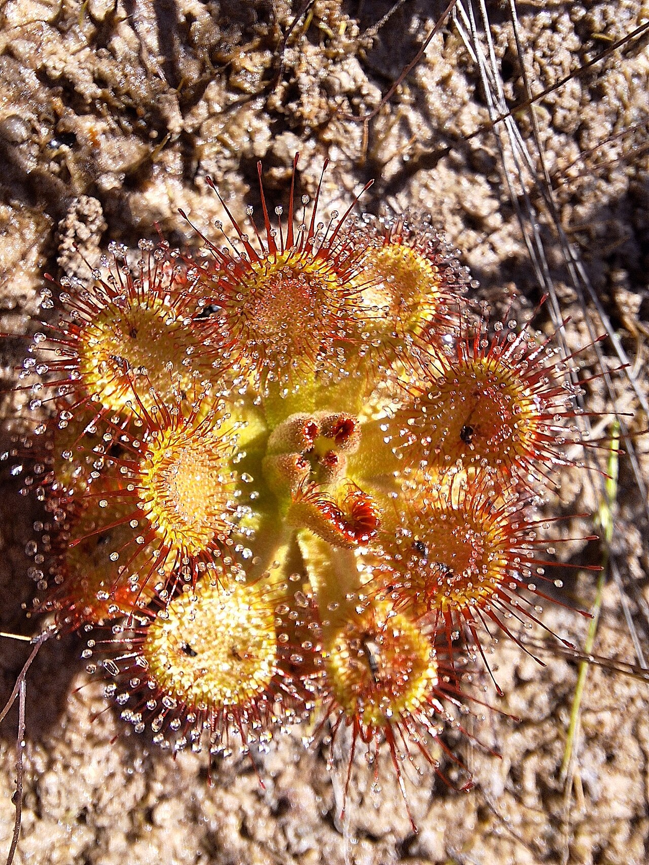 Drosera sessilifolia — la trampa de cerca