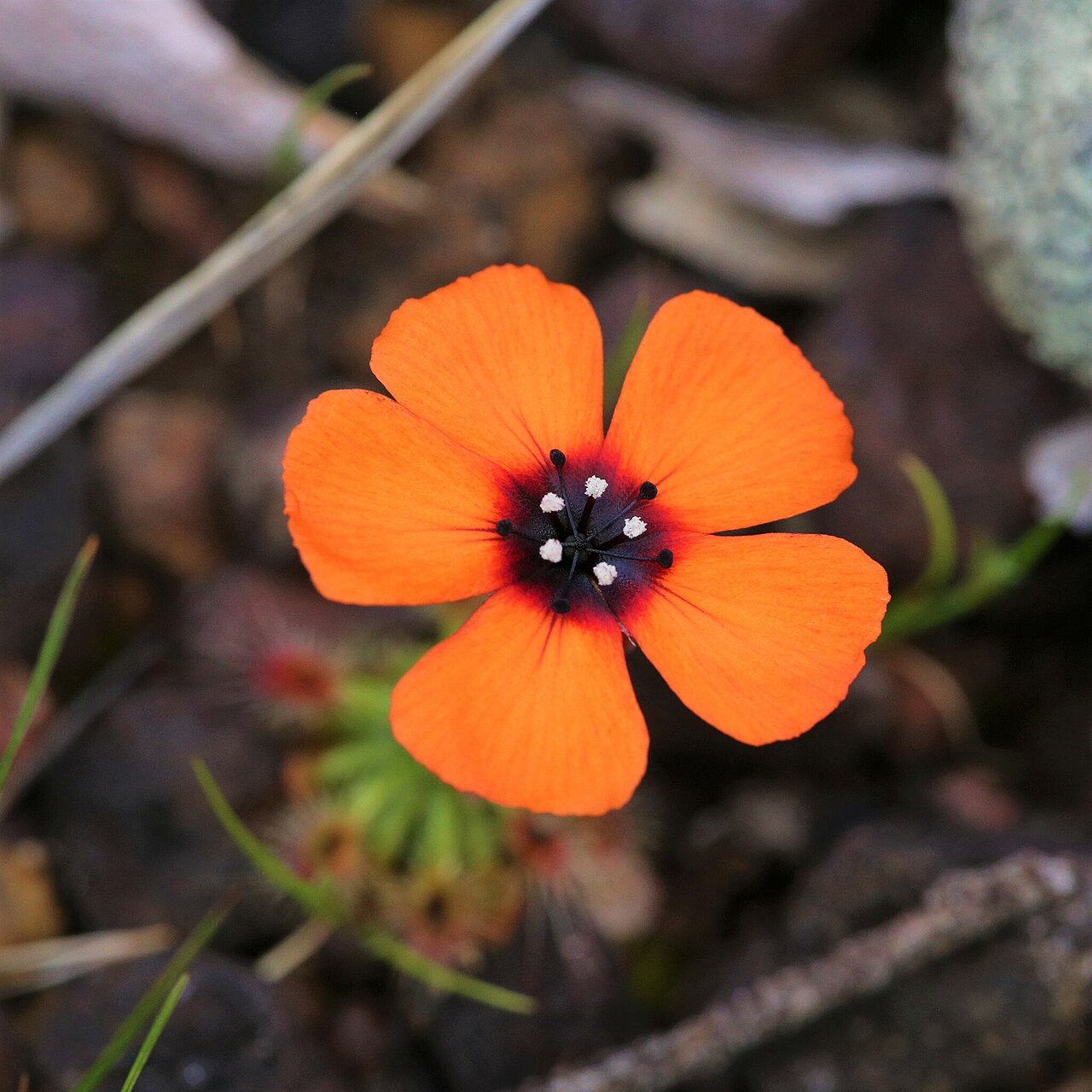 Drosera sewelliae