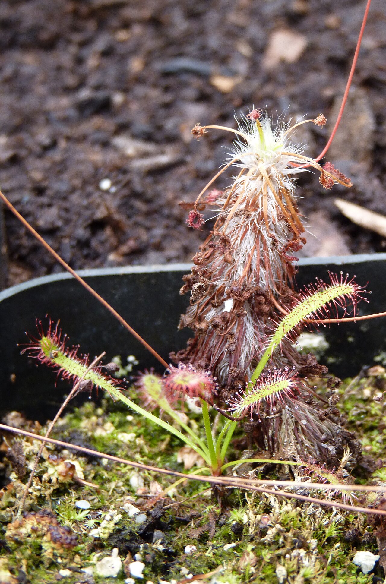 Drosera silvicola