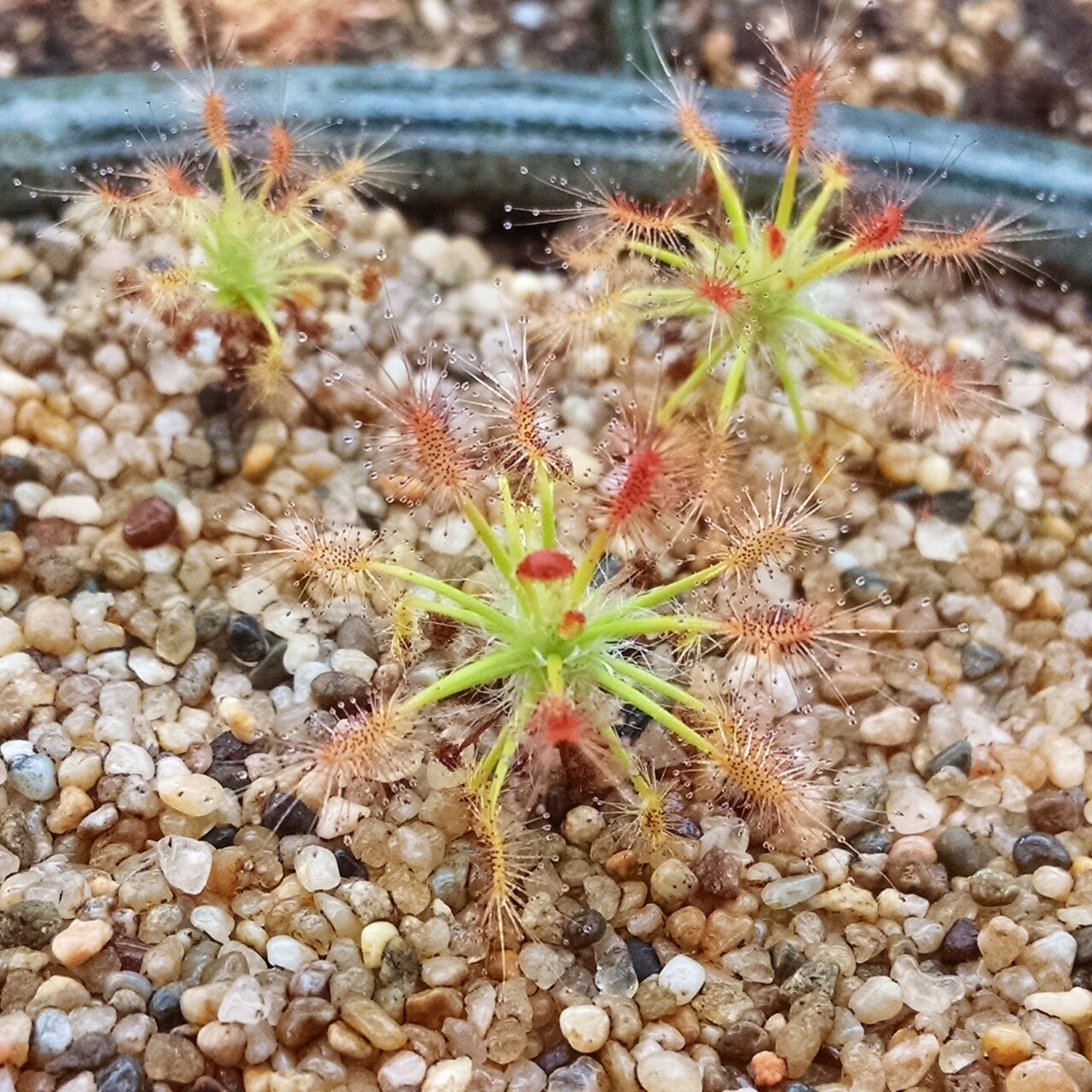 Drosera silvicola — de val van dichtbij
