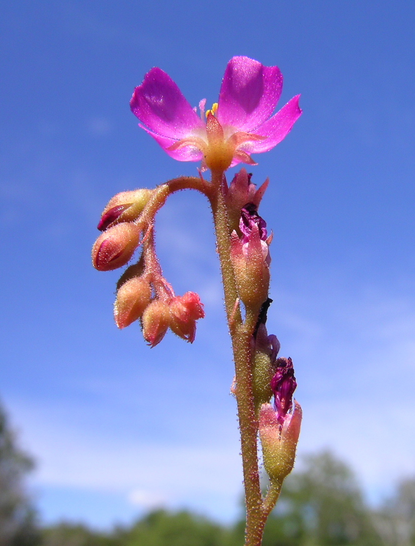 Drosera spatulata — de bloem